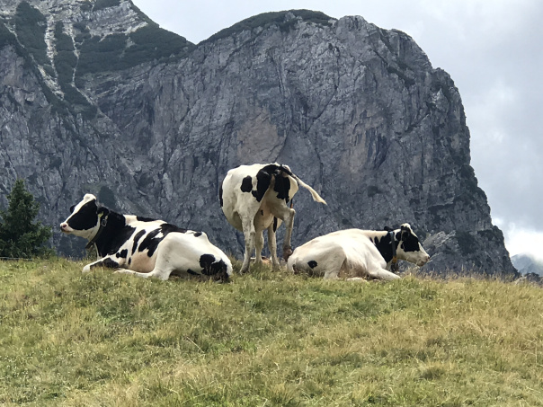 Kühe vor den Brenta-Felsen